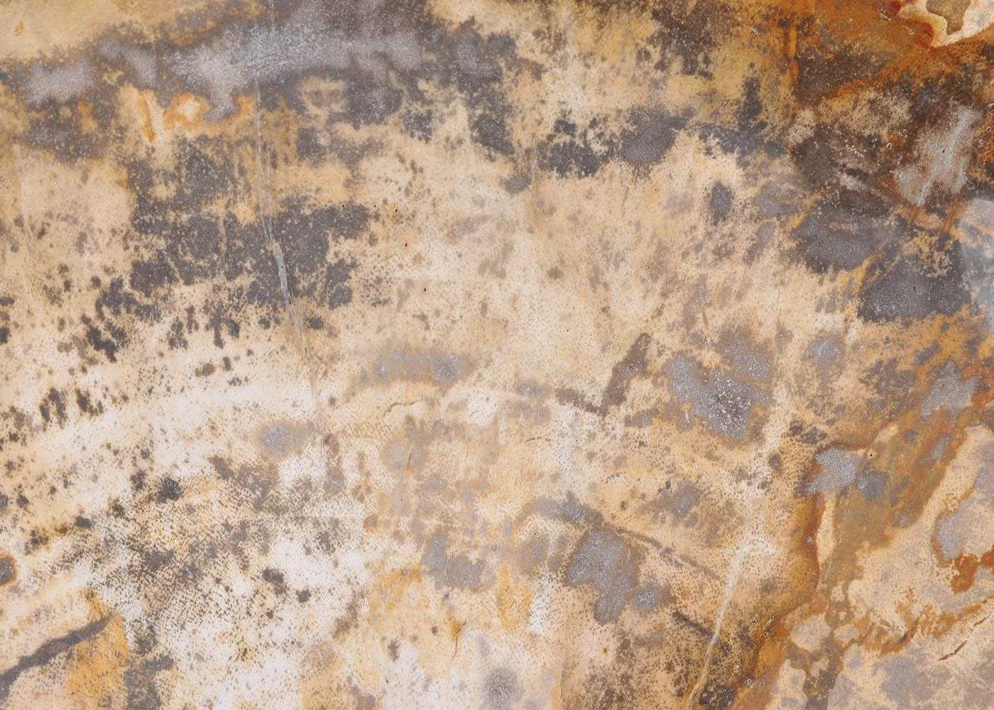 Piatto in legno pietrificato - 43068E - Image 3